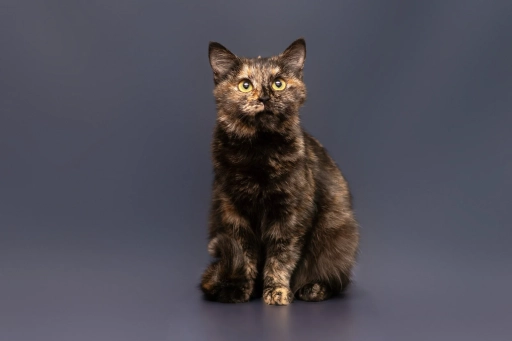 Шукаємо родину для еллі