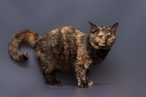 Шукаємо родину для еллі