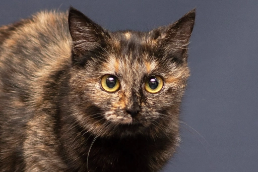 Шукаємо родину для еллі