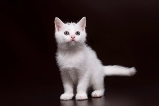 Шукаємо родину для кошеня