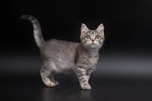 Маленьке сіре кошеня шукає родину