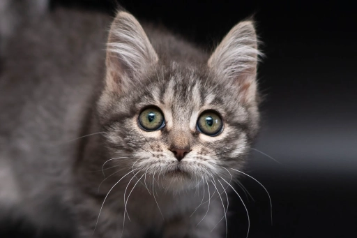 Маленьке сіре кошеня шукає родину