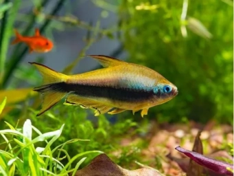 Тетра пальмері