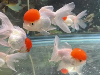 Оранда червона шапочка