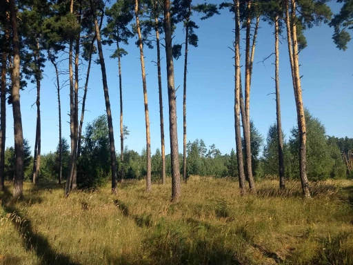 земельна ділянка під будівництво площею 0,5000 га в с. Дернівка