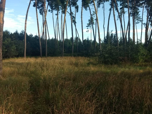 земельна ділянка під будівництво площею 0,5000 га в с. Дернівка