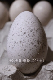 Яйця індичок Біг 6 для інкубації