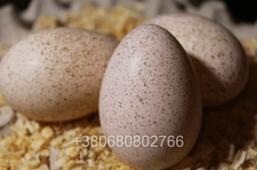 Яйця індичок Біг 6 для інкубації