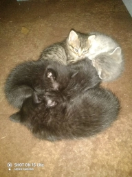 Кот кошечка котенок