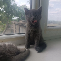 Шотландські прямовухі кошенята