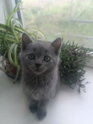 Шотландські прямовухі кошенята
