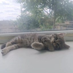 Шотландські прямовухі кошенята