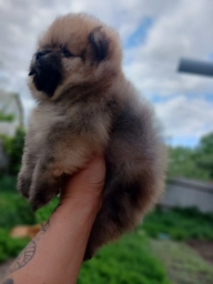 Щенки Померанского шпица мини