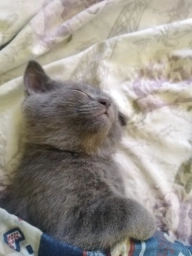 Британець короткошорстний