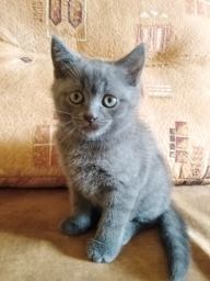 Британець короткошорстний