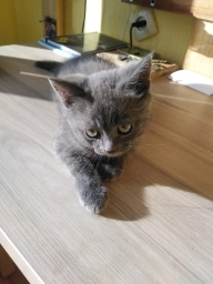 Британець короткошорстний
