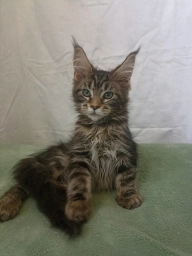 Продам котенка Мейн Кун мальчик