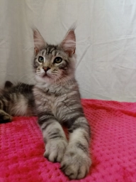 Продам котят Мейн Кун мальчики и девочки