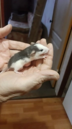 Продам маленьких крысят