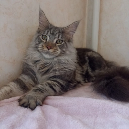 Мейн Кун мальчик 6 месяцев