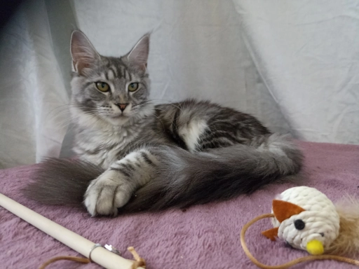 Мейн Кун котята девочки