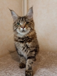 Мейн Кун котята девочки