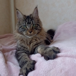 Мейн Кун котята девочки